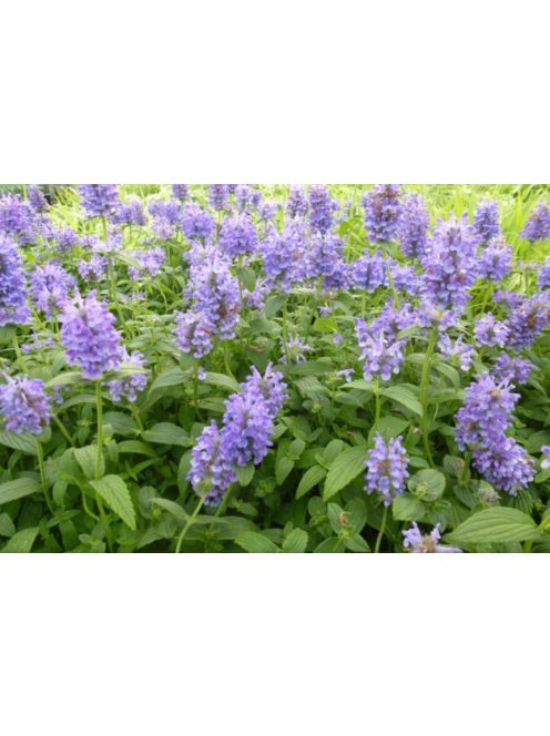 Macskamenta / NEPETA nervosa