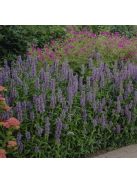 Macskamenta / NEPETA nervosa