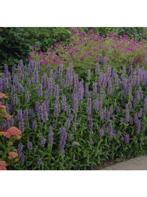 Macskamenta / NEPETA nervosa