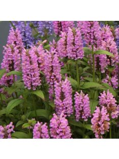 Macskamenta / NEPETA nervosa 'Pink Cat'