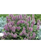 Macskamenta / NEPETA nervosa 'Pink Cat'
