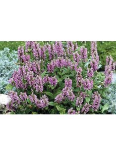 Macskamenta / NEPETA nervosa 'Pink Cat'
