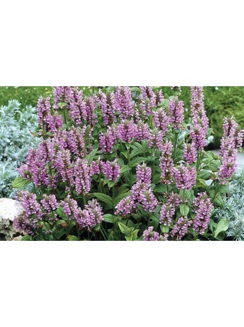 Macskamenta / NEPETA nervosa 'Pink Cat'