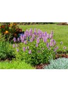 Macskamenta / NEPETA nervosa 'Pink Cat'