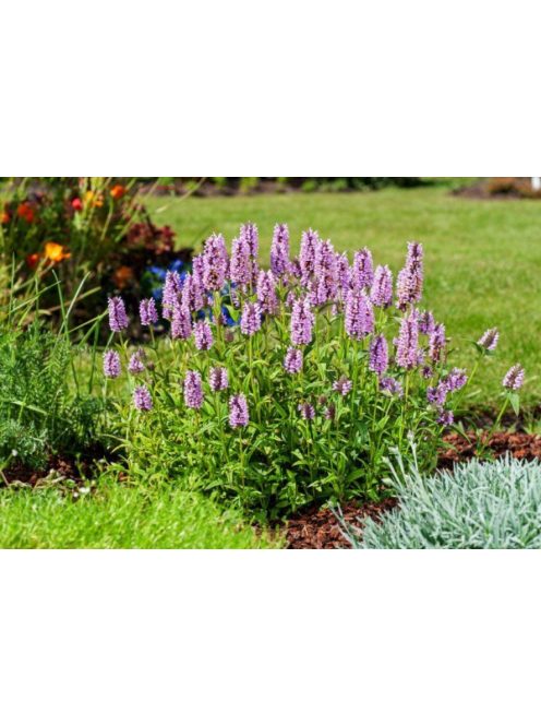 Macskamenta / NEPETA nervosa 'Pink Cat'
