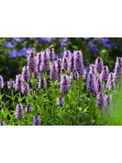 Macskamenta / NEPETA nervosa 'Pink Cat'