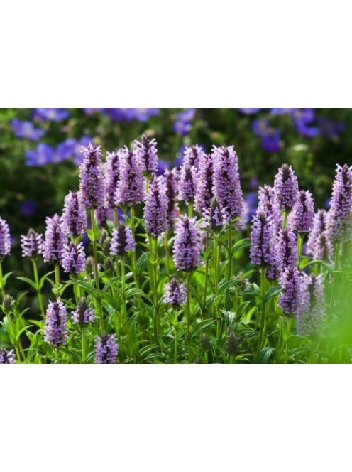 Macskamenta / NEPETA nervosa 'Pink Cat'