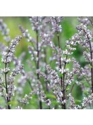 Bugás macskamenta / NEPETA nuda
