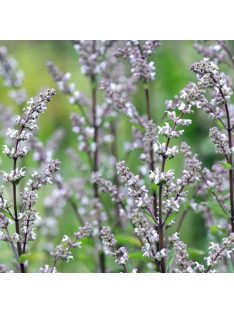 Bugás macskamenta / NEPETA nuda