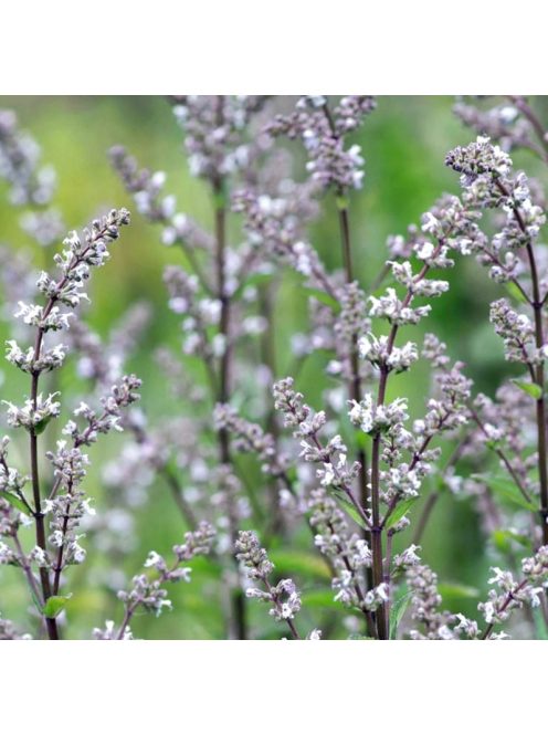 Bugás macskamenta / NEPETA nuda