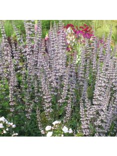 Bugás macskamenta / NEPETA nuda