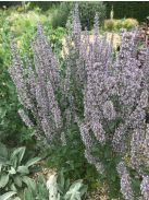 Bugás macskamenta / NEPETA nuda