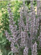 Bugás macskamenta / NEPETA nuda