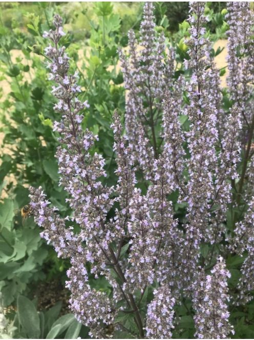 Bugás macskamenta / NEPETA nuda