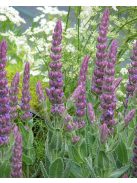 Macskamenta / NEPETA tuberosa