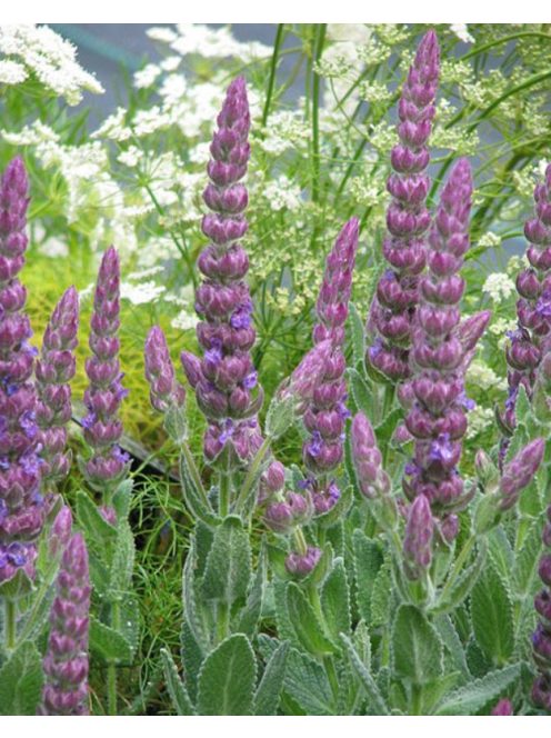 Macskamenta / NEPETA tuberosa