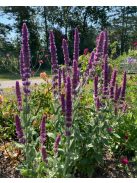 Macskamenta / NEPETA tuberosa