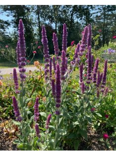 Macskamenta / NEPETA tuberosa