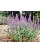 Macskamenta / NEPETA tuberosa