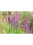 Macskamenta / NEPETA tuberosa