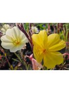 Ligetszépe / OENOTHERA odorata 'Sulphurea'