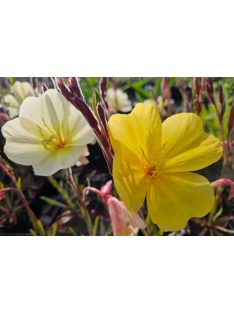 Ligetszépe / OENOTHERA odorata 'Sulphurea'
