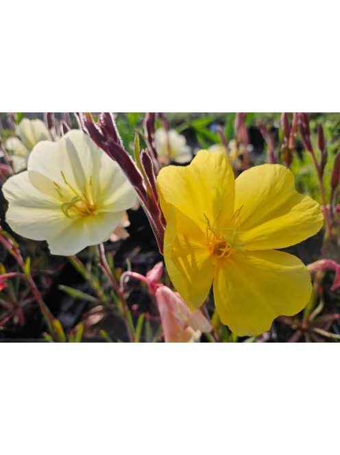 Ligetszépe / OENOTHERA odorata 'Sulphurea'