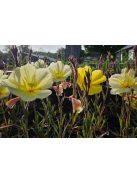 Ligetszépe / OENOTHERA odorata 'Sulphurea'