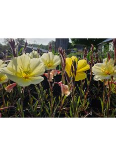 Ligetszépe / OENOTHERA odorata 'Sulphurea'