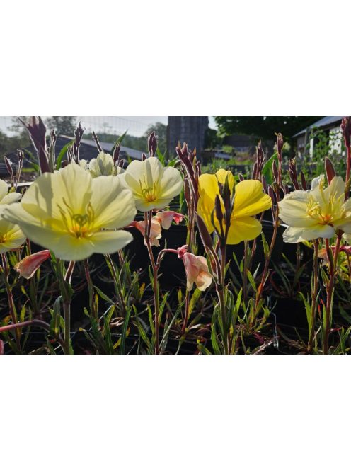 Ligetszépe / OENOTHERA odorata 'Sulphurea'
