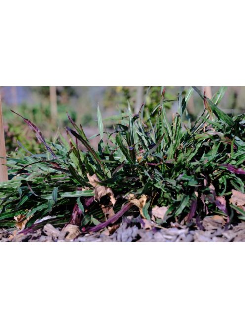 Ligetszépe / OENOTHERA odorata 'Sulphurea'