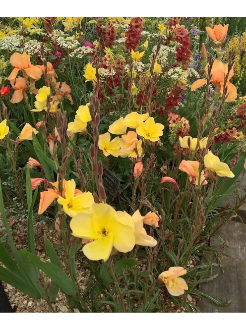 Ligetszépe / OENOTHERA odorata 'Sulphurea'