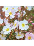 Halványvirágú ligetszépe / OENOTHERA pallida