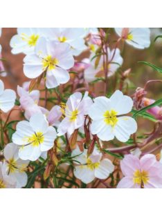 Halványvirágú ligetszépe / OENOTHERA pallida