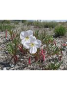 Halványvirágú ligetszépe / OENOTHERA pallida