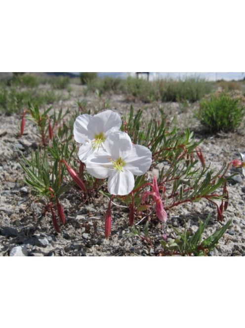 Halványvirágú ligetszépe / OENOTHERA pallida