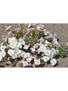 Halványvirágú ligetszépe / OENOTHERA pallida
