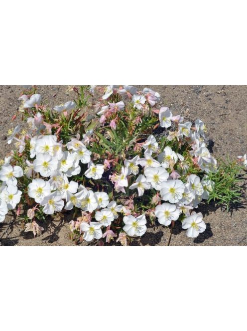 Halványvirágú ligetszépe / OENOTHERA pallida