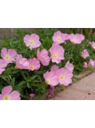 Pompás ligetszépe / OENOTHERA speciosa
