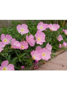 Pompás ligetszépe / OENOTHERA speciosa