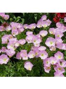 Pompás ligetszépe / OENOTHERA speciosa