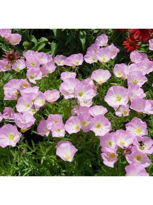 Pompás ligetszépe / OENOTHERA speciosa