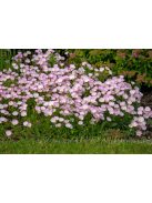 Pompás ligetszépe / OENOTHERA speciosa