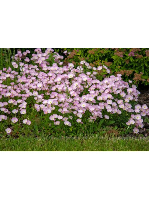 Pompás ligetszépe / OENOTHERA speciosa
