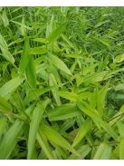 PANICUM clandestinum