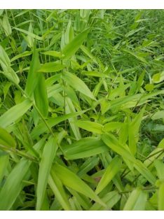 PANICUM clandestinum
