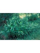 PANICUM clandestinum