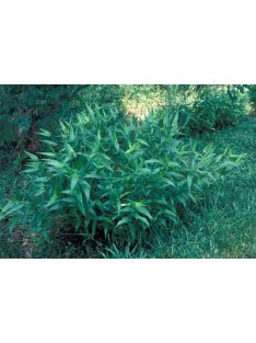 PANICUM clandestinum