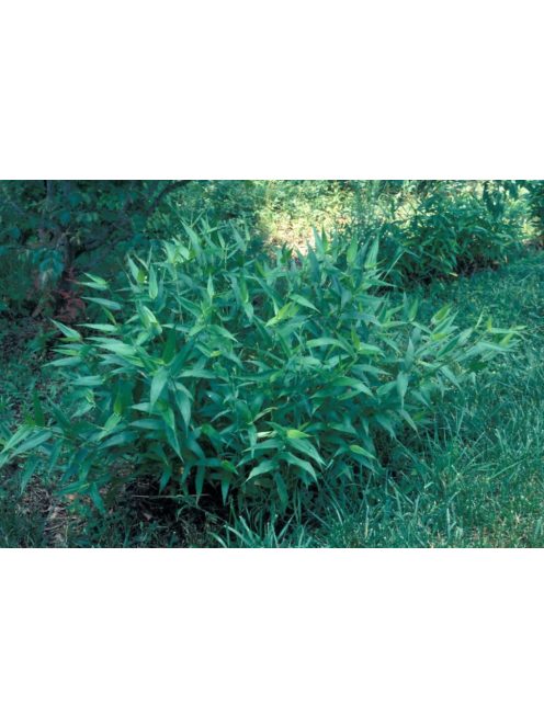 PANICUM clandestinum