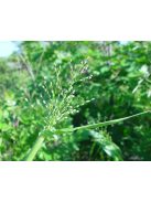 PANICUM clandestinum